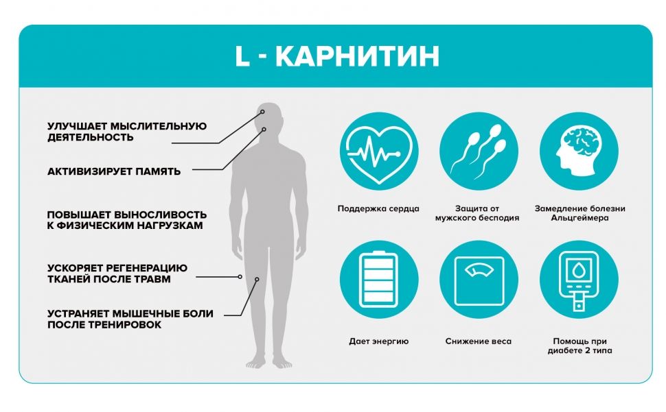 l carnitine свойства Сила трех элементов L- карнитин, Коэнзим Q10 и Альфа-липоевая кислота Best  Support King of Best 3 Supplement Upgrade на 15 дней купить по цене 3 590 ₽