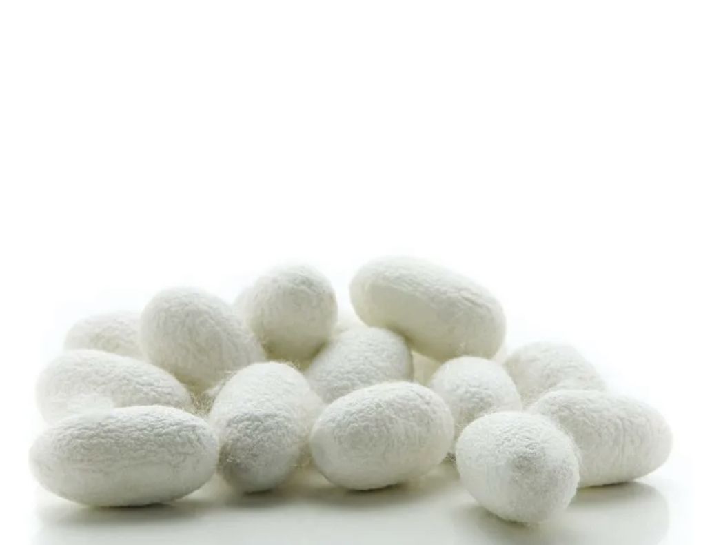 Шелковые коконы - источник фиброина Fibroin statya.jpeg