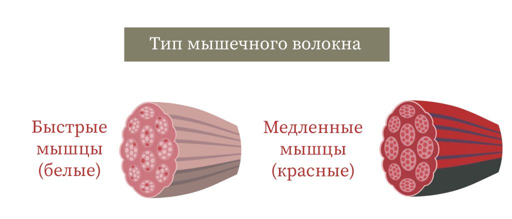 Shinbishin Slimuscle Fit Face And Body Cream-1.jpg