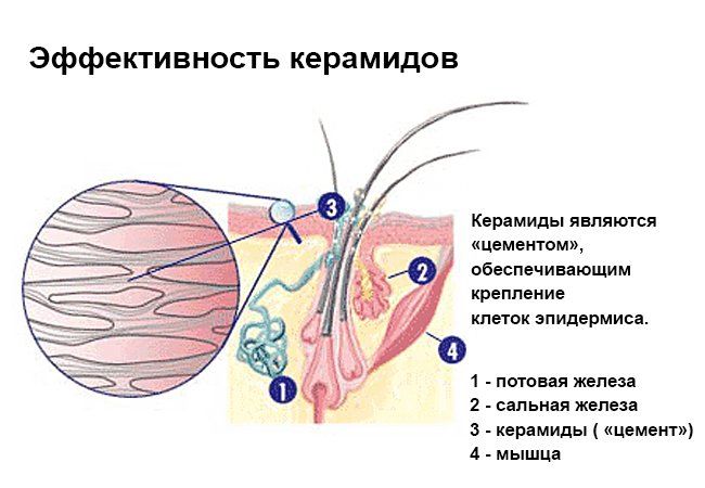 DHC Ceramide Moisture-2.jpg
