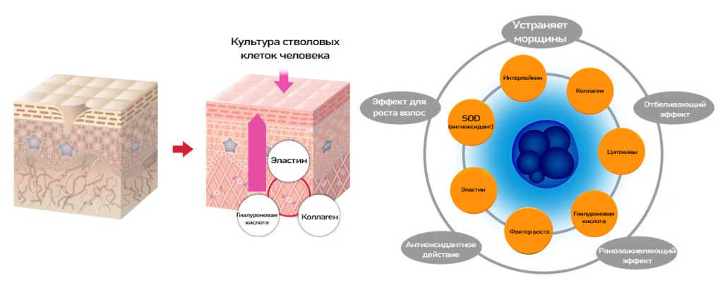 CZ Beaute Serum-5.jpg