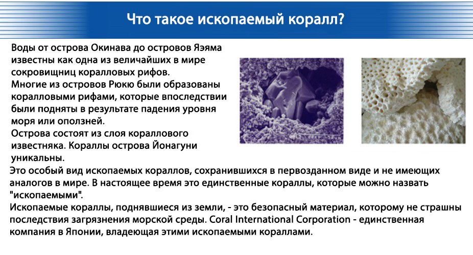 Okinawa Donan-3.jpg Okinawa Donan-3.jpg