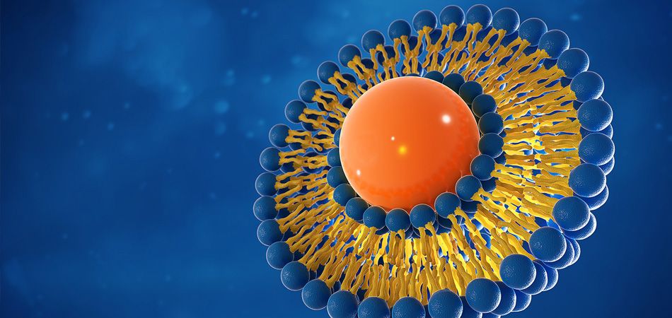 liposome.jpg