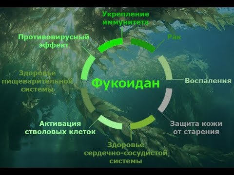 Fine Japan Fucoidan-1.jpg