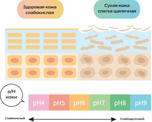 Koh Gen Do Oriental Plants-3.jpg