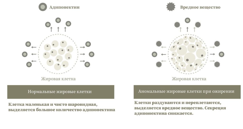 Shinbishin Slimuscle Fit Face And Body Cream-2.jpg