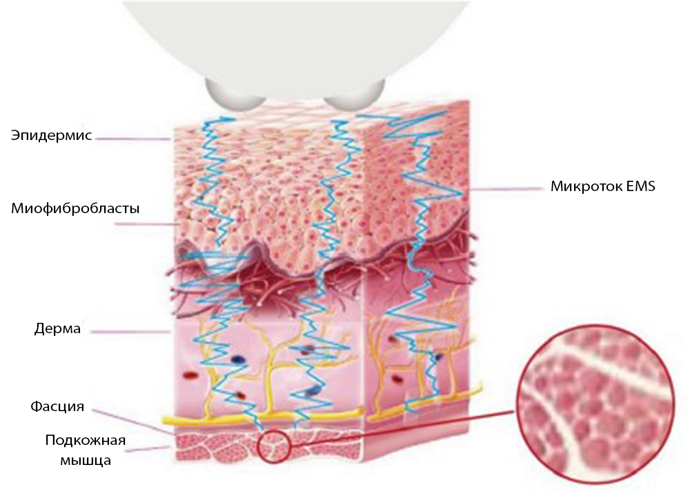 DR PLANT Dendrobium Eye Cream-6.jpg