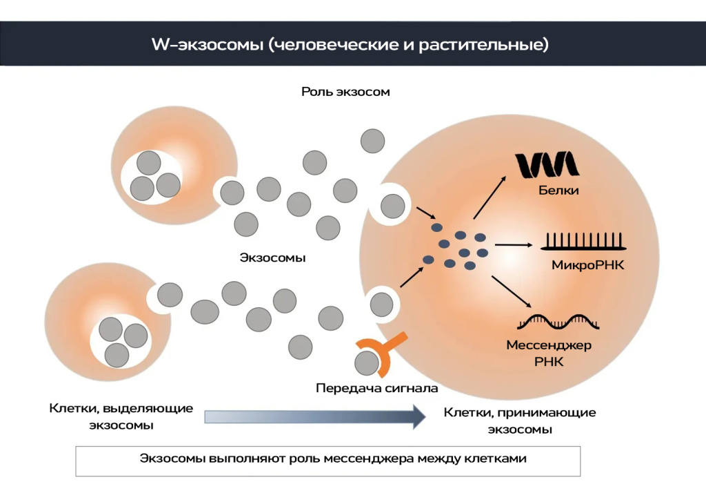 Derma The First-2.jpg